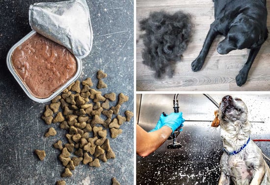 Zakaj se vonjave v domovih z živalmi zadržujejo dlje? - LUNOS