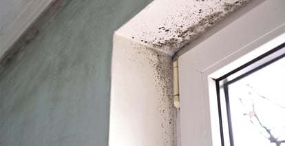 Zanimljive činjenice o plijesni i kako je spriječiti - LUNOS